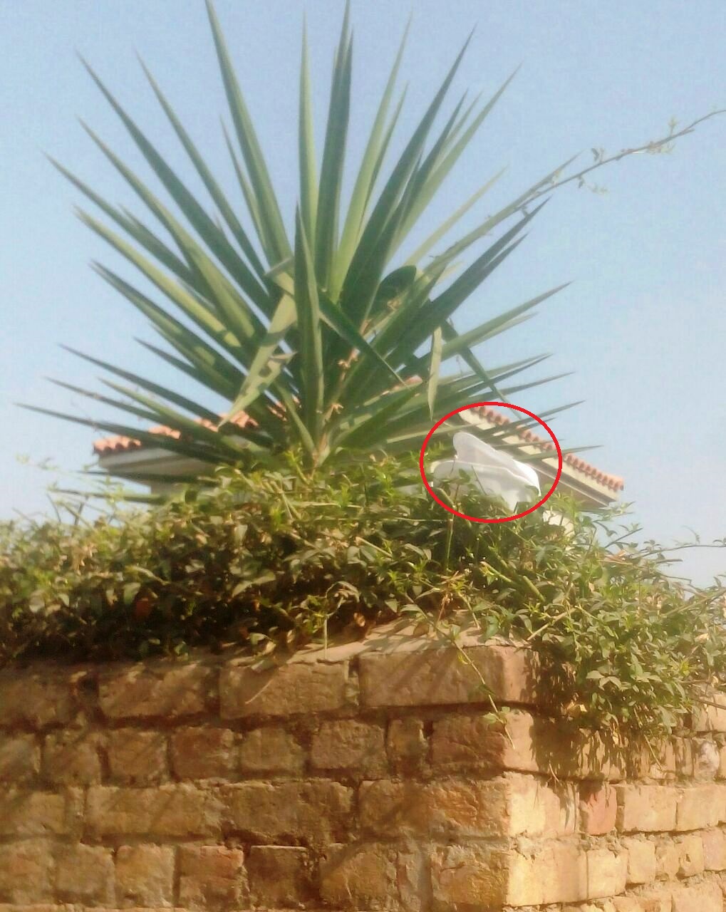 An empty food box sits on the wall of a house in Bani Gala