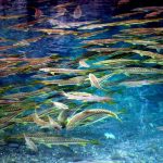 Nilan-Bhotu-Fishes