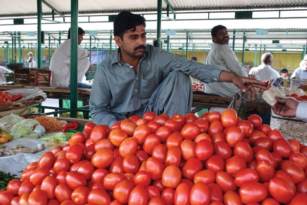 tomatoes pakistan