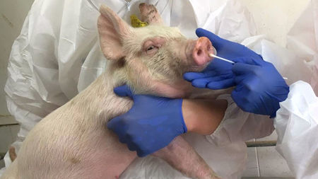 Swine Flu Virus Pigs