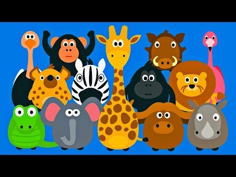 animals