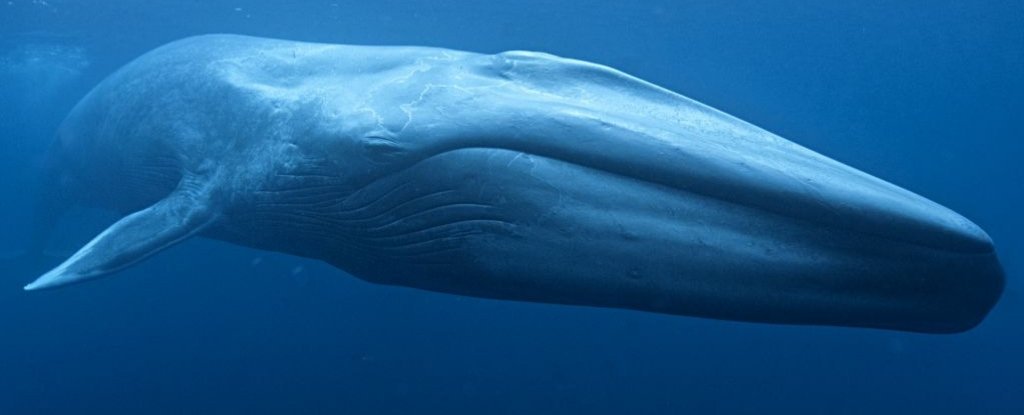 blue whale