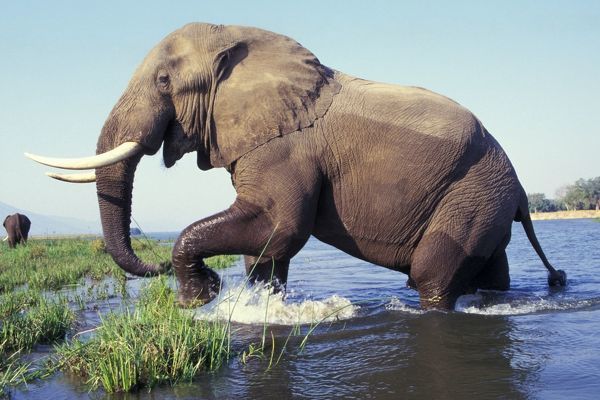 Large African Elephant - Bull in water