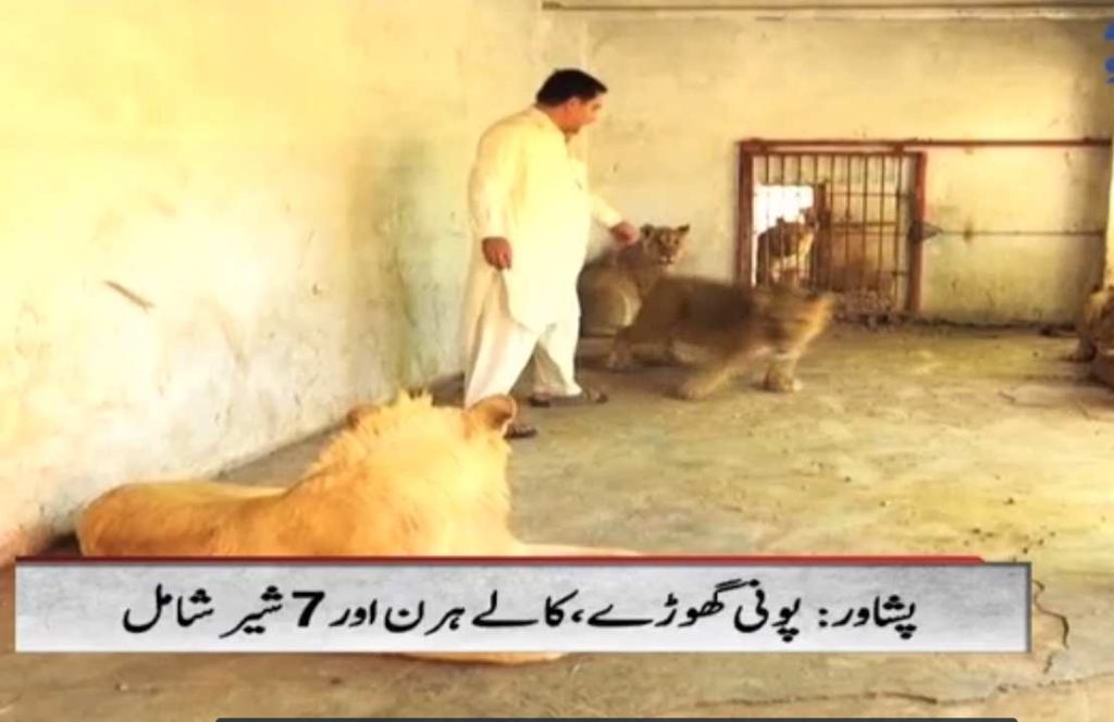 Peshawar man mini zoo Pakistan's Exotic Animals