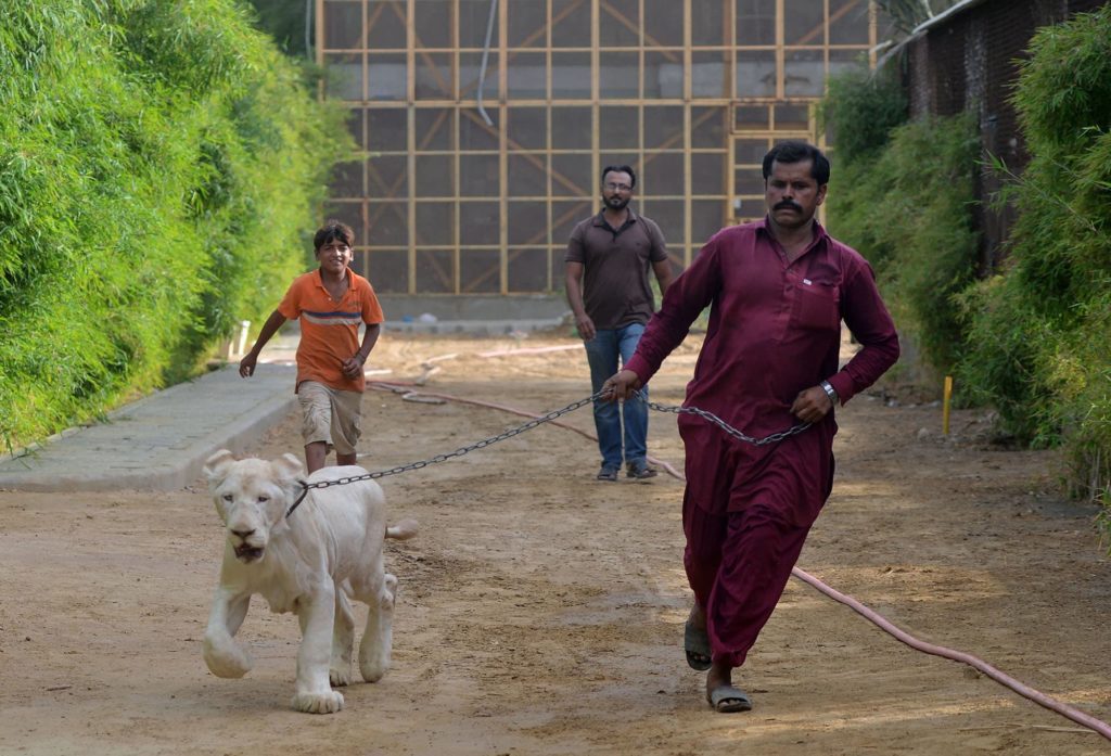 lion private zoo karachi Pakistan's Exotic Animals