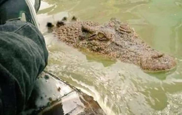 karachi crocodiles
