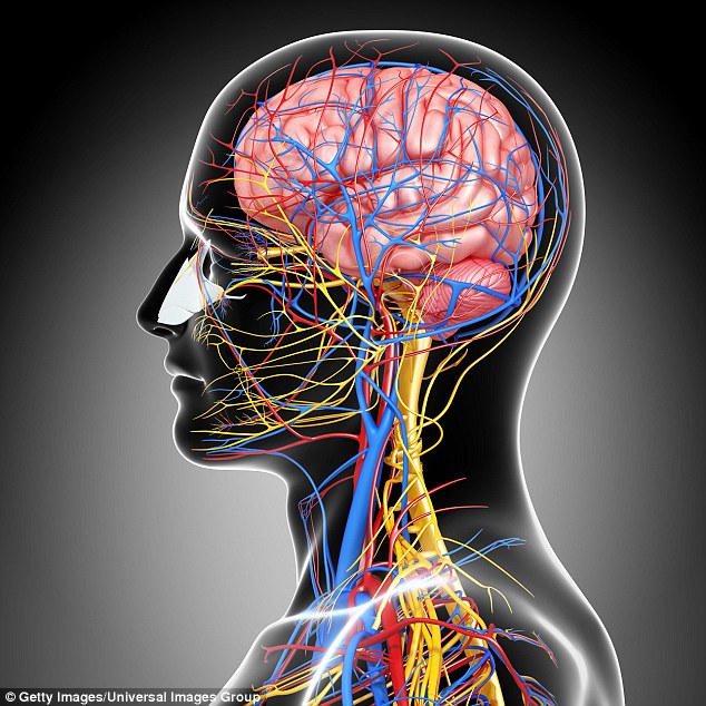 human brain activity