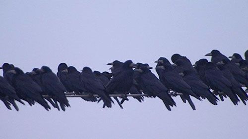 group of crows murder