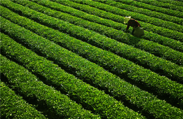 tea production
