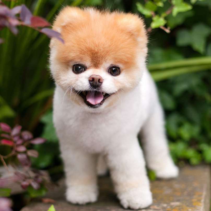 cute dog