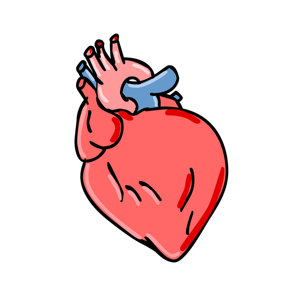 human heart