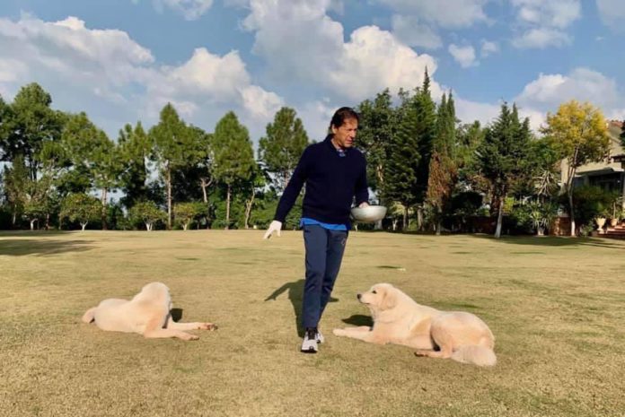 Imran Khan with dogs