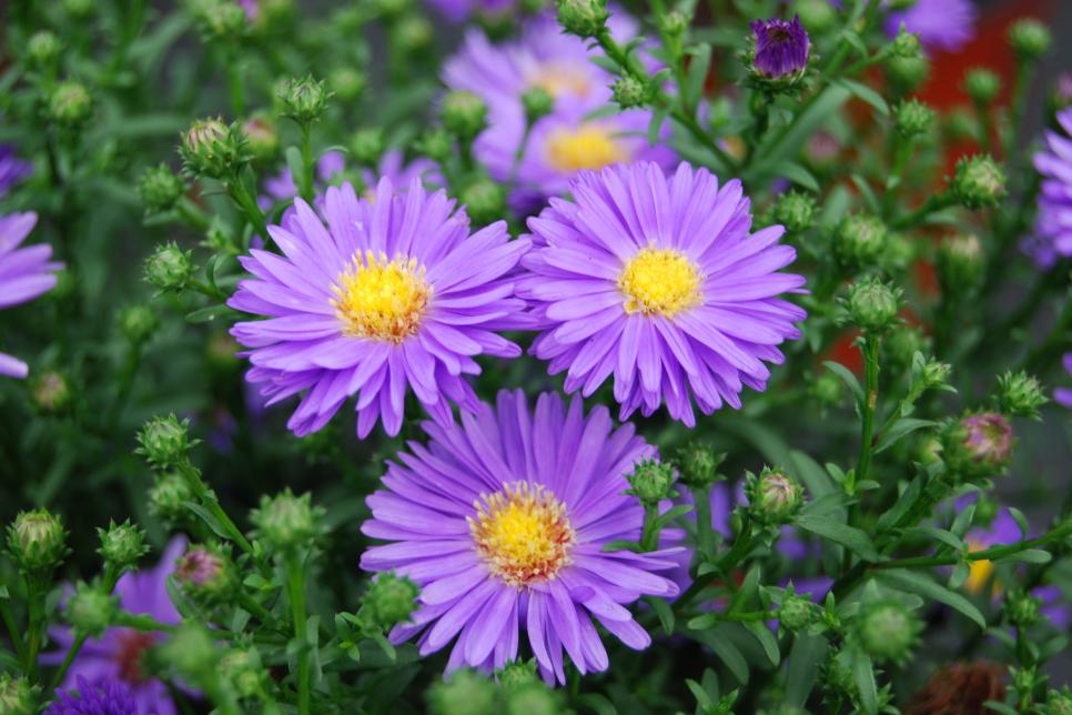 Asters Flower