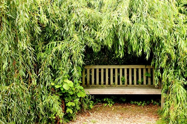 Bench in Forest