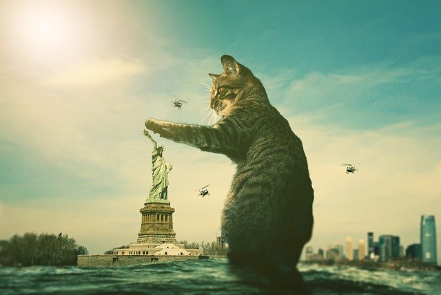 Cat in New York City