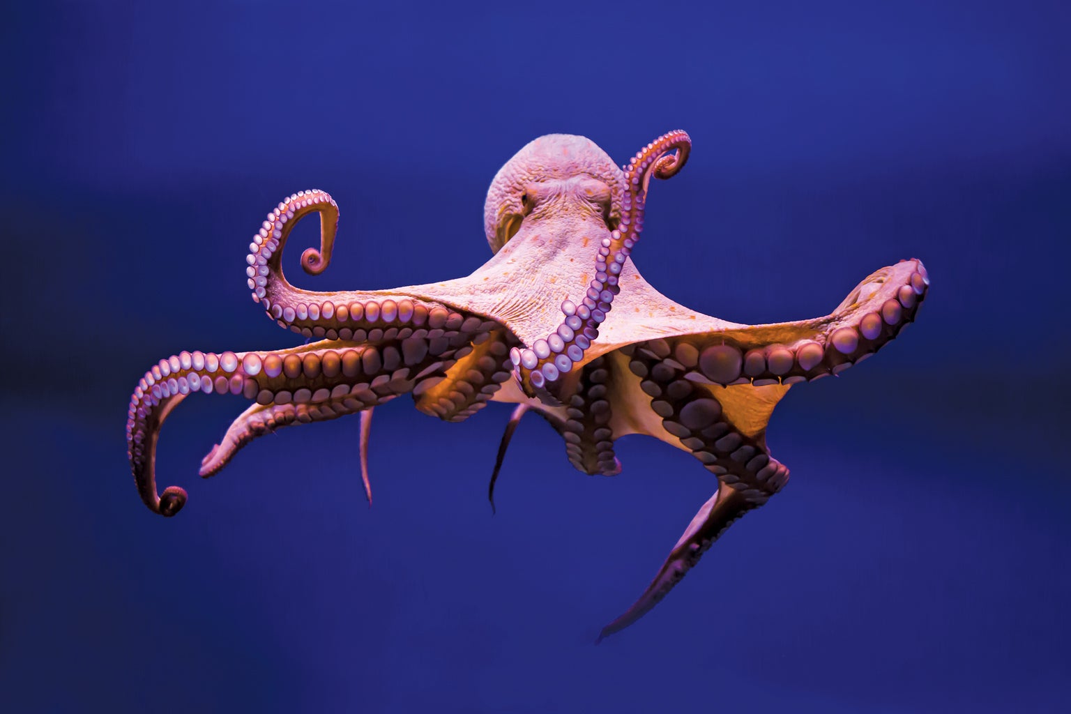 Octopus