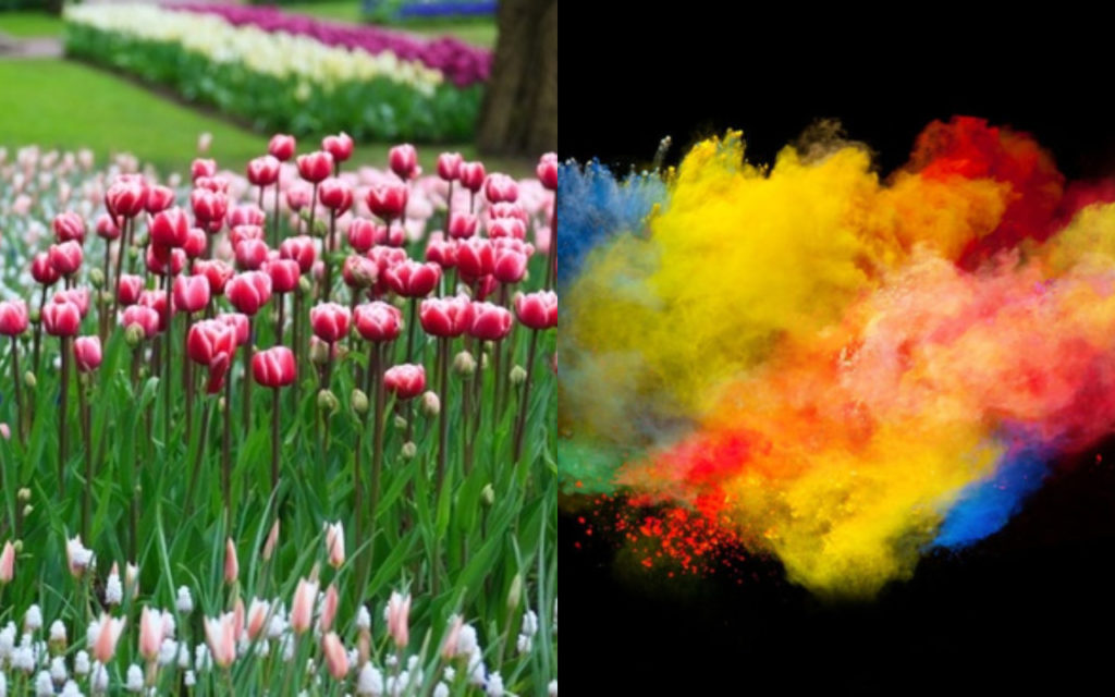 Answer These 10 Questions & We'll Reveal Which Flower Describes You