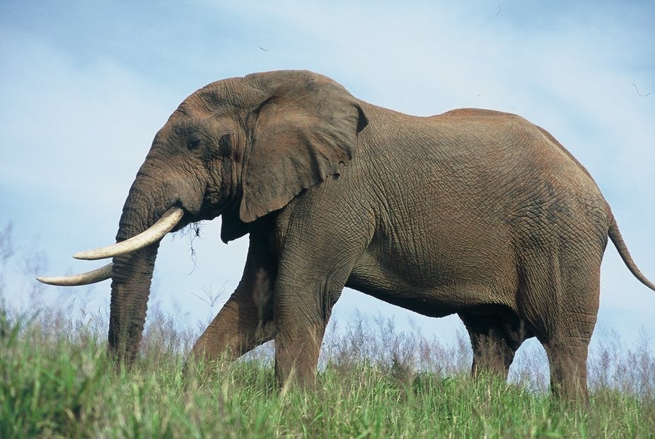 Elephant