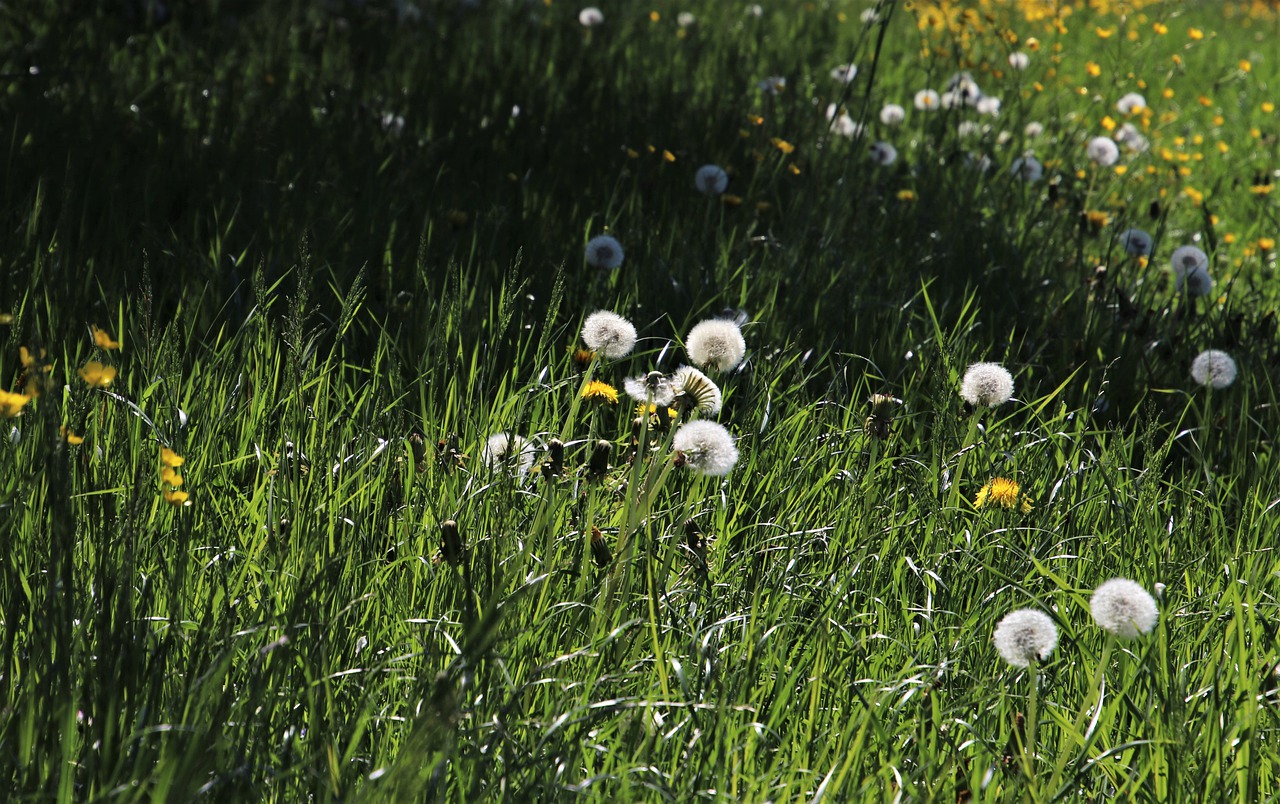 Dandelion