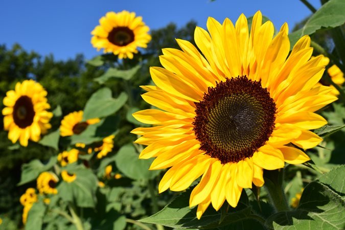 SunFlower