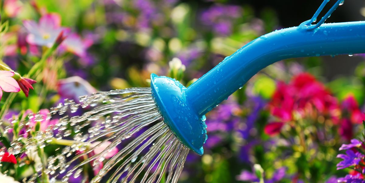 Watering Plants