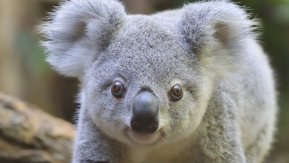 Koala