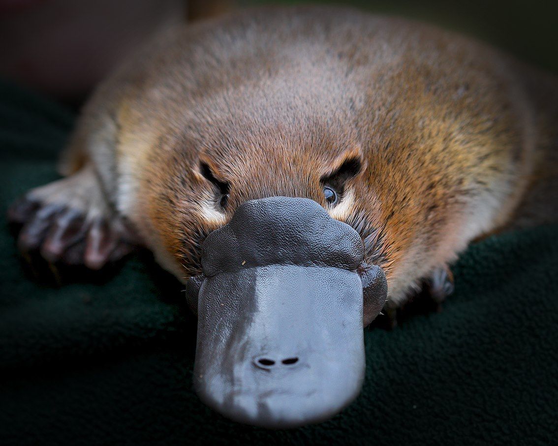 Platypus