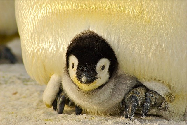 Baby Penguin