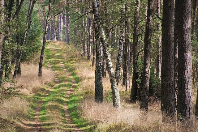 Tree Forest