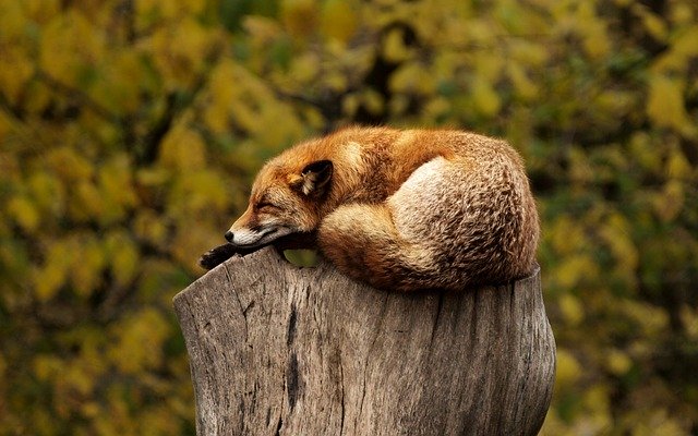 Fox on Tree
