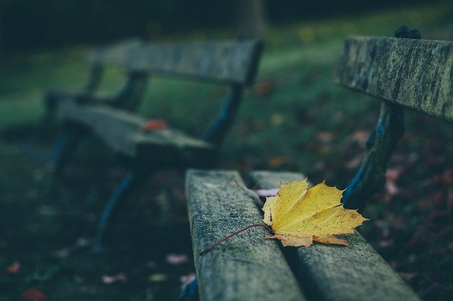 Bench with leaves