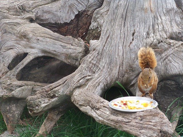 Squirrel With Plate