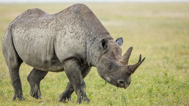 Black Rhino