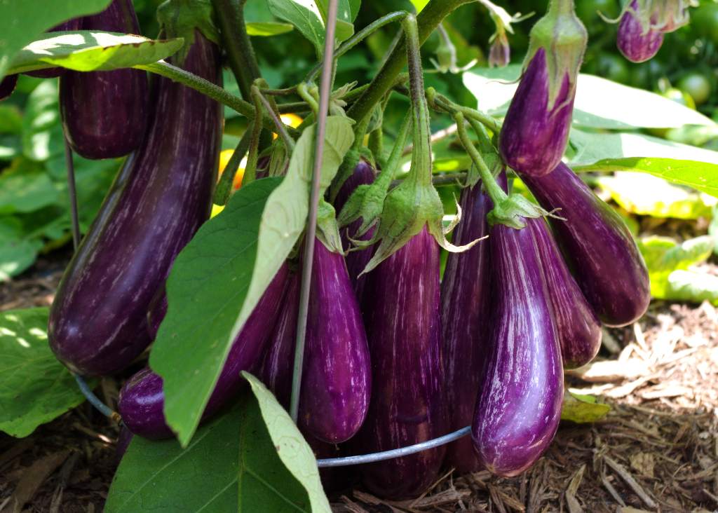 Eggplant