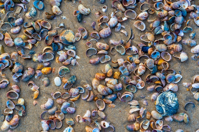 Brown and Grey Seashells