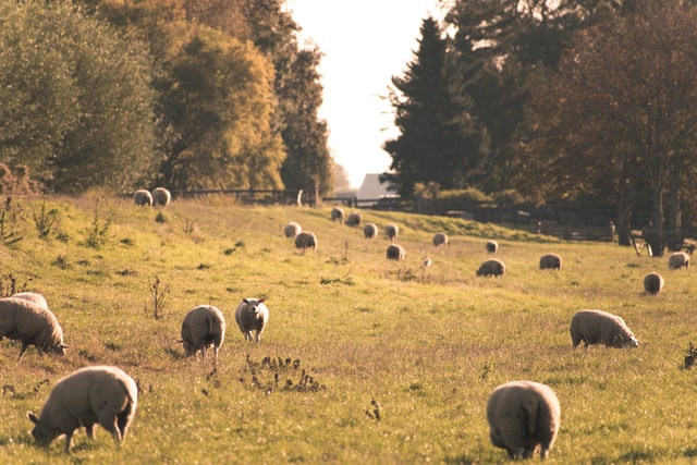 Herd of Sheep on Green Grass