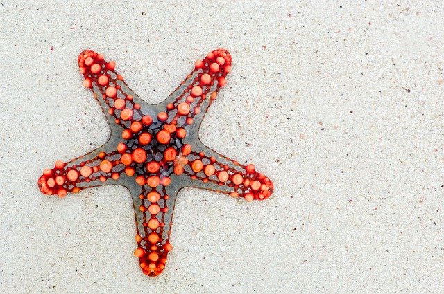 Starfish