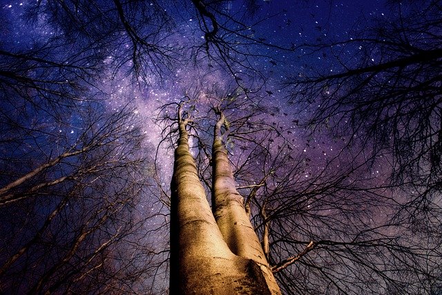 Tree and purple sky