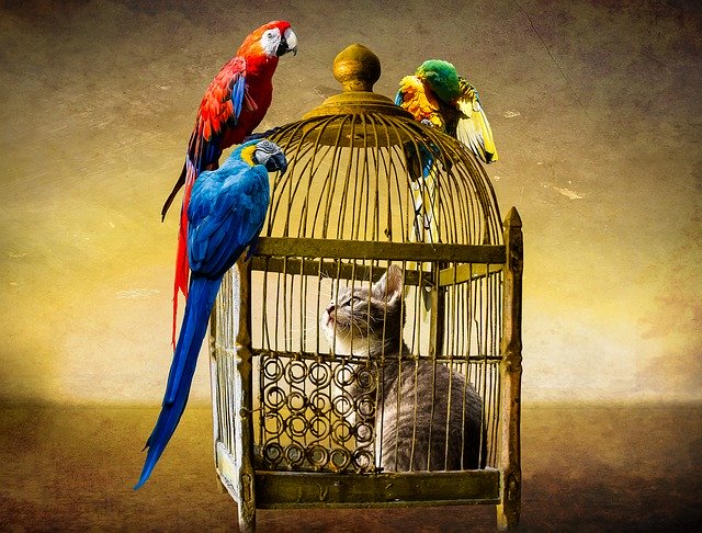 Parrots and Rabbit