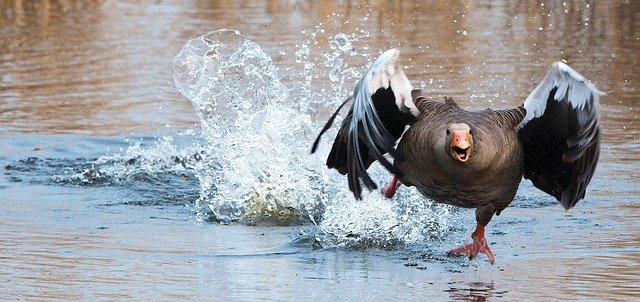 Angry Duck