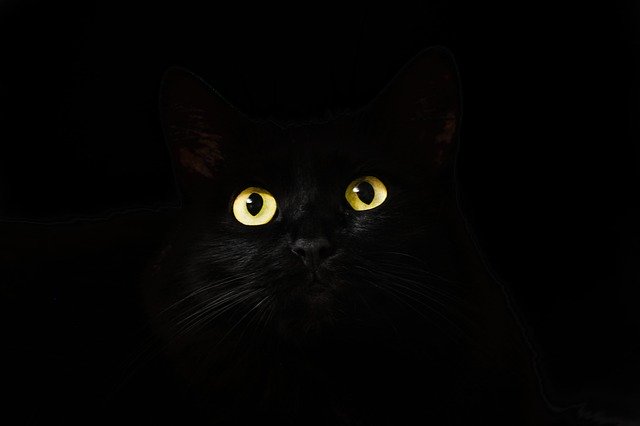 Black Cat with yellow eyes