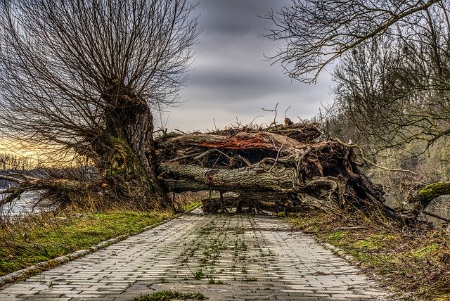Tree Blocking Road