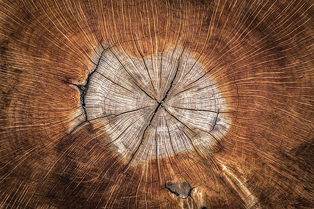 Wood (Log)