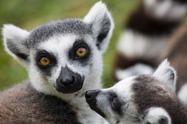 Lemurs