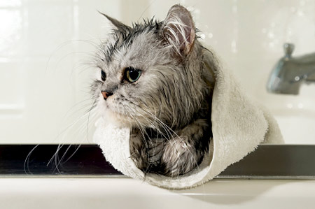 Giving Cat Bath