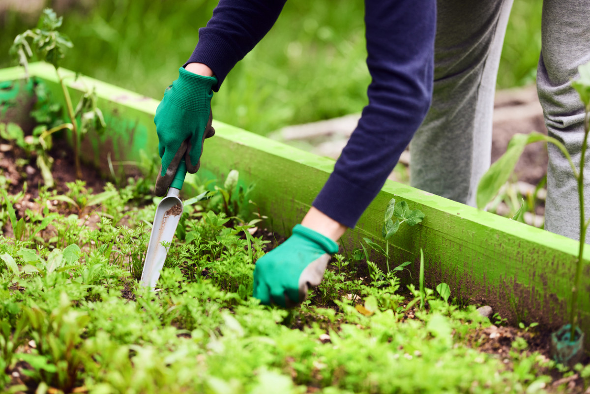 Weeding the Garden