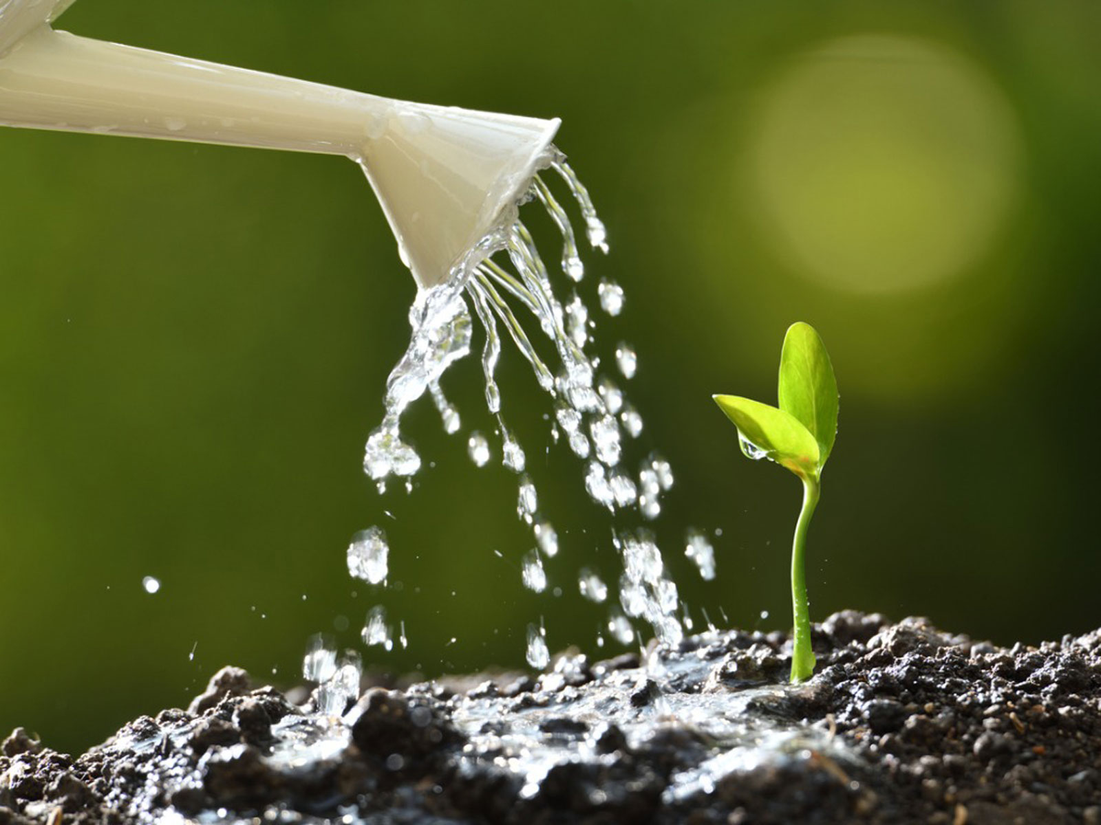 Watering Plants