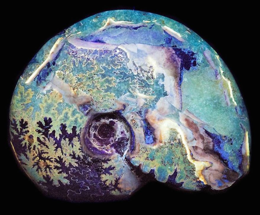 Opalized Ammonite