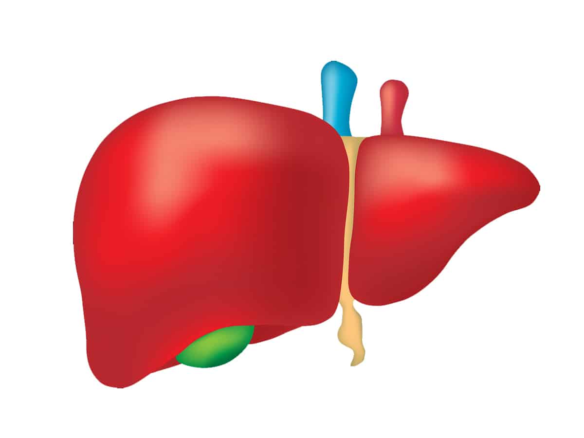 Liver