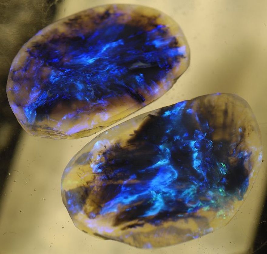 Opal Fossil